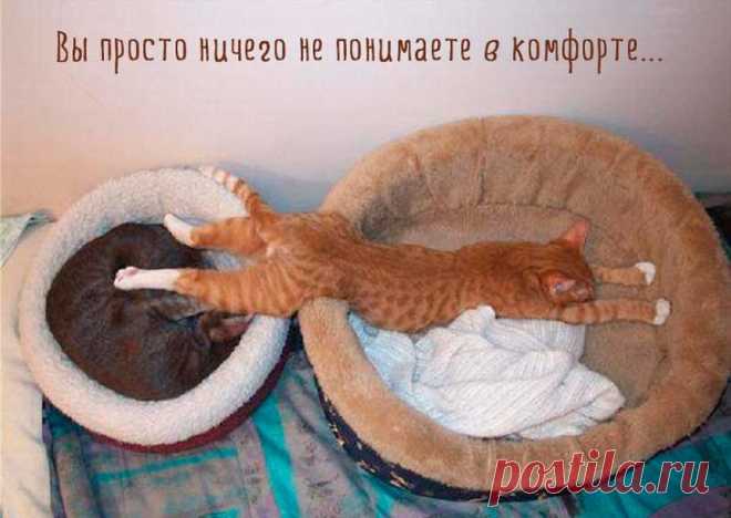 Самые смешные кошки: лучшая подборка картинок и фото