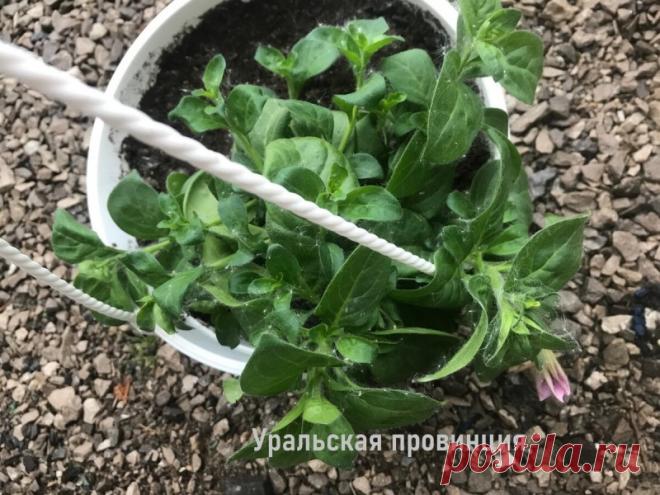 Что делать, если петуния после высадки не растет – простая подкормка и цветок не узнать Что делать, если петуния после высадки не растет – простая подкормка и цветок не узнать Собери букет цветов. Узнай название цветов, красивые цветы для любой девушки. Какие растения цветы, а какие нет. Сделай цветник своими руками и проверь как посажены цветы.