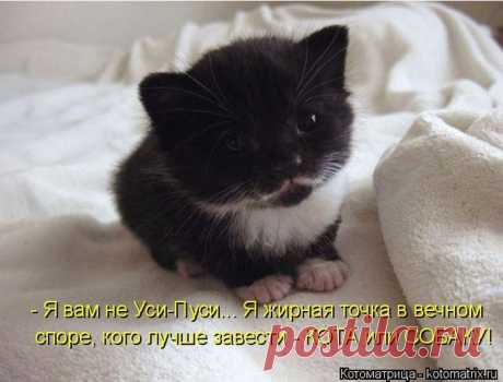 Лучшие котоматрицы недели | Удивительный мир