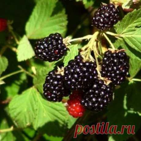 Вьющиеся растения 3