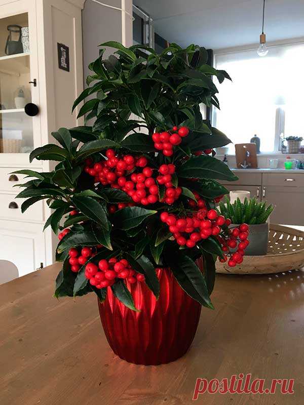 Комнатное растение Ардизия ( лат. Ardisia ). Растение привлекает внимание своими красными плодами, которые могут появляться на этом декоративном деревце круглый год при правильном уходе. В культуре поддерживается с 1816 г. Родина - субтропики Китая, Кореи, Японии, Северной Индии и Малакки. Растет ардизия медленно.