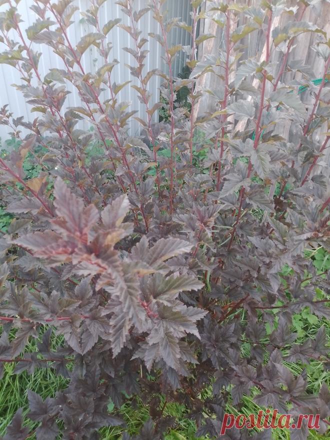 Какой сорт пузыреплодника? Никак не могу определить сорт пузыреплодника. Летом он выглядел, как на 1-2 фото,а сейчас как на 3 фото.