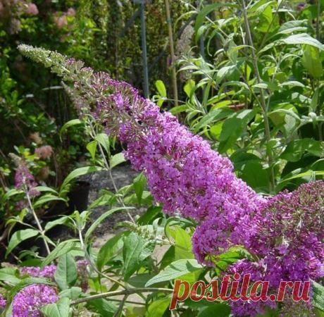 Буддлея: размножение, посадка и уход. Сорта буддлеи