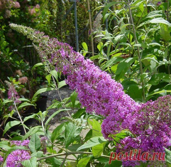 Буддлея: размножение, посадка и уход. Сорта буддлеи