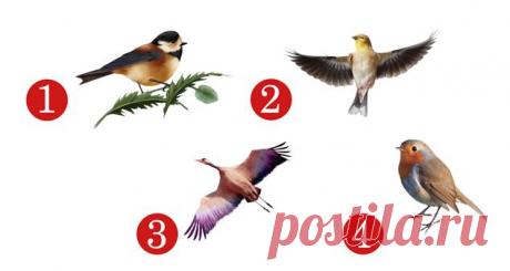 Психологический тест: выберите птицу и она «напоёт» о чертах вашего характера
Узнайте себя лучше с помощью теста в картинках. Выберите одну птицу! Перед вами несколько пернатых особей. Выберите одну из них.
Читай дальше на сайте. Жми подробнее ➡
