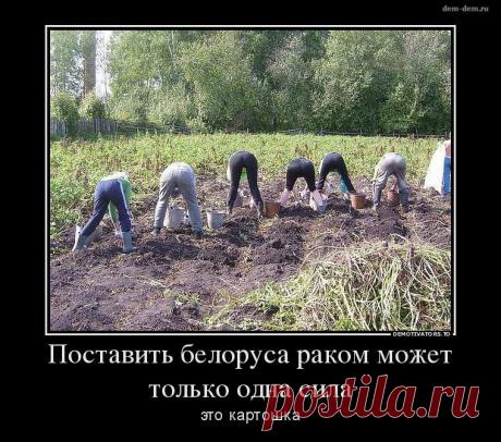 Поставить Беларуса раком может только одна сила - это картошка