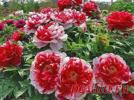 «🌺 Пионы 🌺 » — карточка от пользователя Валентина в Яндекс.Коллекциях