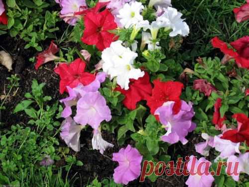 Красочная и ароматная петуния для дачи — 6 соток