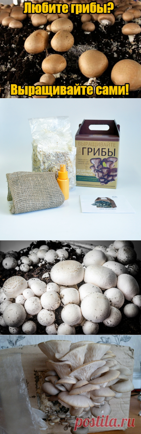 🍄🍄🍄Собирайте урожай грибов прямо в квартире! Круглый год, без особых усилий и затрат. 
🔝🔝🔝 Эко-грибницы «Золотой урожай» - мечта любой хозяйки! Вы можете выращивать шампиньоны, вешенки, лисички, опята и белые грибы.
☝☝☝Коробка очень компактная, ее можно спрятать под ванную или на балконе. Главное условие – опрыскивать ее специальным удобрением, которое идет в комплекте. Первый урожай уже через неделю!
😉 😉 😉 Попробуйте вкусные домашние грибы, и вы уже