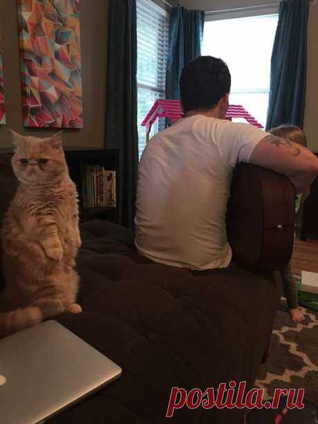 Кот, который считает себя человеком!