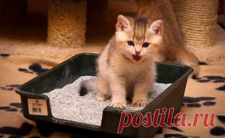 «И никакого запаха!»: выбираем наполнитель для кошачьего туалета. Пятерка лучших вариантов Если в вашем доме появился котик, ему обязательно потребуется кошачий наполнитель. Любой усатый-полосатый нуждается в этом и удобном туалете, чтобы делать свои «кошачьи» дела. Качественный наполнитель…