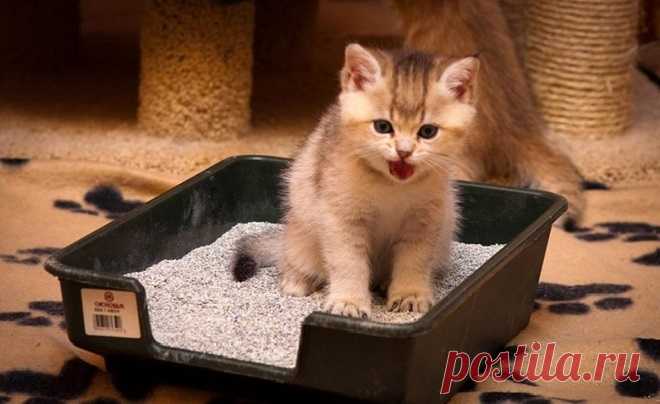 «И никакого запаха!»: выбираем наполнитель для кошачьего туалета. Пятерка лучших вариантов Если в вашем доме появился котик, ему обязательно потребуется кошачий наполнитель. Любой усатый-полосатый нуждается в этом и удобном туалете, чтобы делать свои «кошачьи» дела. Качественный наполнитель…