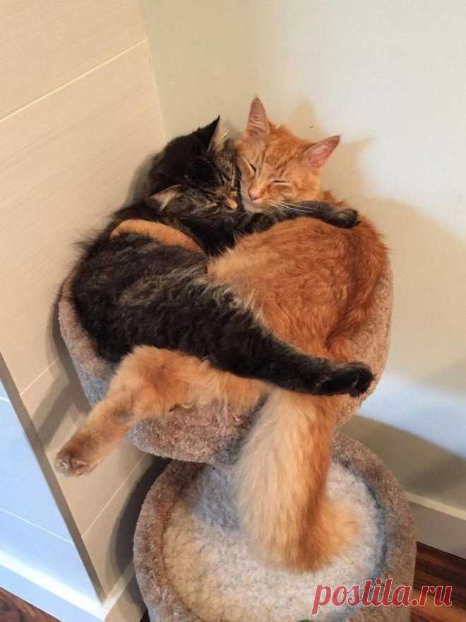 Смешные фотографии кошек и собак, которые не умеют пользоваться кроватями