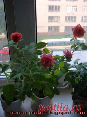 Красивые и ароматные... - Сад на подоконнике