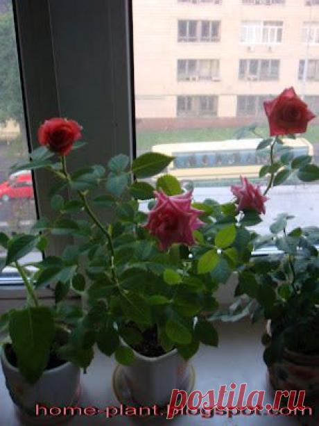 Красивые и ароматные... - Сад на подоконнике