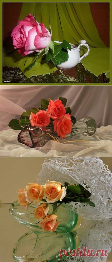 Натюрморты Великолепие роз. 
О ней поют поэты всех веков.
Нет в мире ничего нежней и краше,
Чем этот сверток алых лепестков,
Раскрывшийся благоуханной чашей.
Как он прохладен, холоден и чист
Глубокий кубок, полный аромата.
Как дружит с ним простой и скромный лист,
Темно-зеленый, по краям зубчатый...

С. Маршак