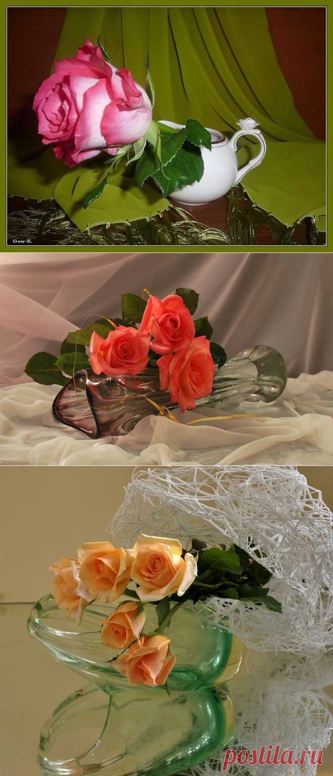 Натюрморты Великолепие роз. 
О ней поют поэты всех веков.
Нет в мире ничего нежней и краше,
Чем этот сверток алых лепестков,
Раскрывшийся благоуханной чашей.
Как он прохладен, холоден и чист
Глубокий кубок, полный аромата.
Как дружит с ним простой и скромный лист,
Темно-зеленый, по краям зубчатый...

С. Маршак