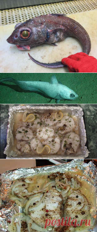 Макрурус что за рыба, как готовить в духовке, с картошкой, видео