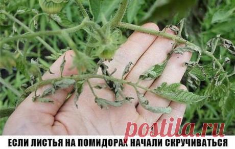 Сохраните к себе на стену, чтобы не потерять! 
Причин сворачивания листьев у томатов очень много. Но по характеру скручивания можно точно угадать, чем мы не угодили высаженной рассаде. 
Крутятся кверху «лодочкой» 
Тут всего два виновника: 
1. Картофельная тля, которая сидит на стеблях и, несмотря на мелкие размеры, скручивает листву кверху. Справиться с ней сложности не составит – опрыскайте помидоры любым препаратом от колорадского жука: Танрег, Конфидор, Искра, и она погибнет. Только не надо з
