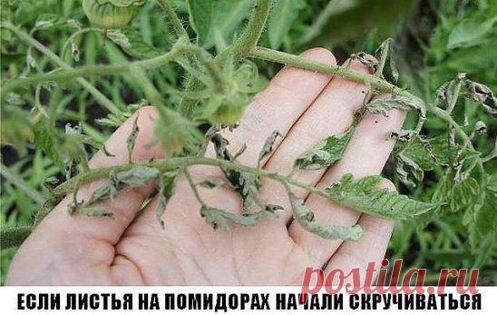Сохраните к себе на стену, чтобы не потерять! 
Причин сворачивания листьев у томатов очень много. Но по характеру скручивания можно точно угадать, чем мы не угодили высаженной рассаде. 
Крутятся кверху «лодочкой» 
Тут всего два виновника: 
1. Картофельная тля, которая сидит на стеблях и, несмотря на мелкие размеры, скручивает листву кверху. Справиться с ней сложности не составит – опрыскайте помидоры любым препаратом от колорадского жука: Танрег, Конфидор, Искра, и она погибнет. Только не надо з