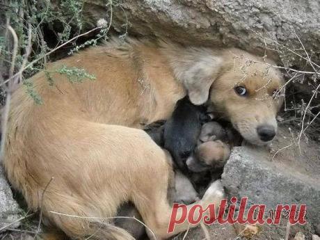 Зачем вы бросили собаку? ведь так не поступают с другом... она теперь вступает в драку за черствый ...