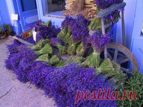 Лаванда и лавандин в вашем саду ​Лаванда интермедия, или лавандин (Lavandula × intermedia, lavandin) — естественный стерильный гибрид лаванды узколистной и лаванды широколистной (L. angustifolia subsp. angustifolia × L. latifolia).   Знаете ли вы, как отличить лаванду узколистную от похожего […]