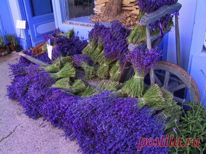 Лаванда и лавандин в вашем саду ​Лаванда интермедия, или лавандин (Lavandula × intermedia, lavandin) — естественный стерильный гибрид лаванды узколистной и лаванды широколистной (L. angustifolia subsp. angustifolia × L. latifolia).   Знаете ли вы, как отличить лаванду узколистную от похожего […]