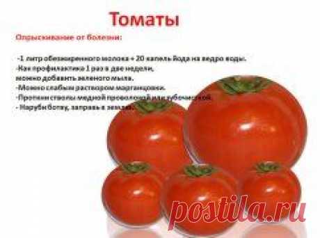 ОПРЫСКИВАНИЕ ОТ БОЛЕЗНЕЙ