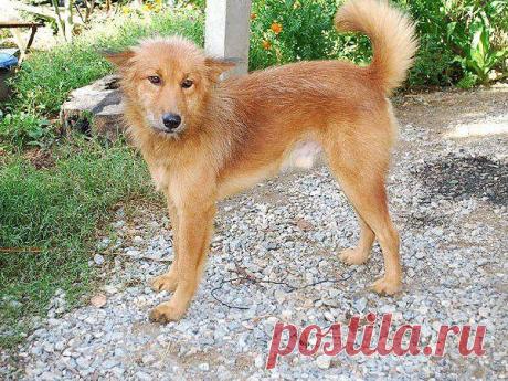 Пес нашел в мусорке сверток и понял, что речь идет о жизни и смерти