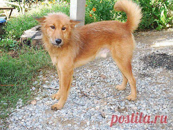 Пес нашел в мусорке сверток и понял, что речь идет о жизни и смерти