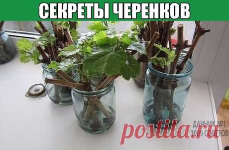 СЕКРЕТЫ ЧЕРЕНКОВ
Все знают, как в банке с водой можно укоренить черенки. Но не всегда этот метод укоренения бывает удачен. В этом деле есть несколько моментов, от которых напрямую зависит успех.
1. В непрозрачной посуде корешки образуются гораздо лучше, чем в прозрачной. 
2. Воду при испарении лучше не менять, а доливать. 
3. Если воды слишком много, в нижней части банки мало кислорода, черенки могут загнить. 
4. Важно количество черенков. Жимолость, например, не даст корн...