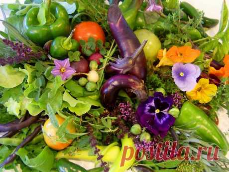 Сентябрьские хлопоты в огороде &amp;#8212; 6 соток