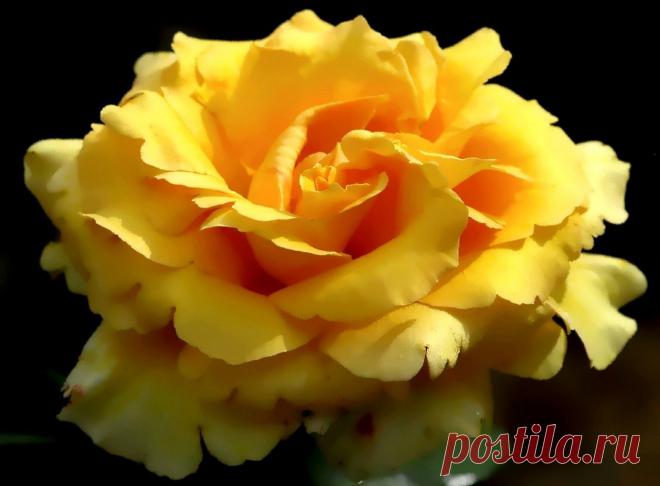 Плейкаст «"ЭТИ РОЗЫ ДЛЯ ТЕБЯ.!"»