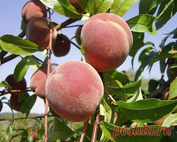 город ХУДЖАНД ленинабад ПРИСОЕДИНЯЙСЯ
30 лет, Таджикистан, Худжанд