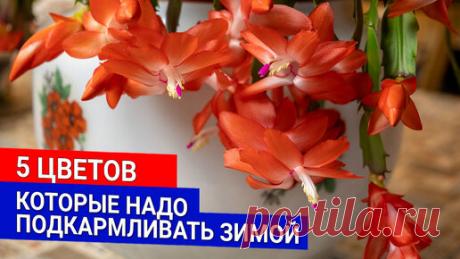 5 цветов, которые надо подкармливать зимой | Садовый Клуб Наталии Петренко | Дзен