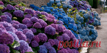 Как и когда обрезать гортензию на зиму осенью - Сад и огород