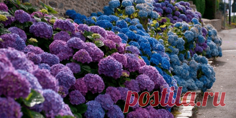 Как и когда обрезать гортензию на зиму осенью - Сад и огород