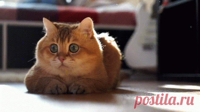 Цель вижу... В себя верю!