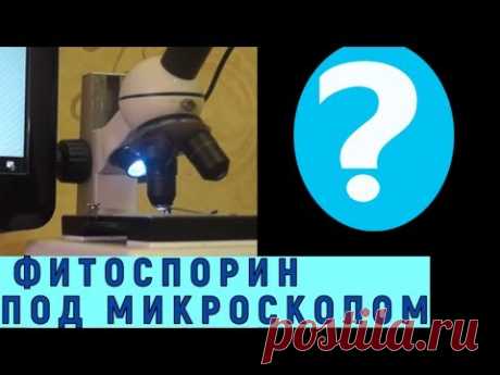 Борьба с болезнями в природном земледелии  Фитоспорин под микроскопом - YouTube