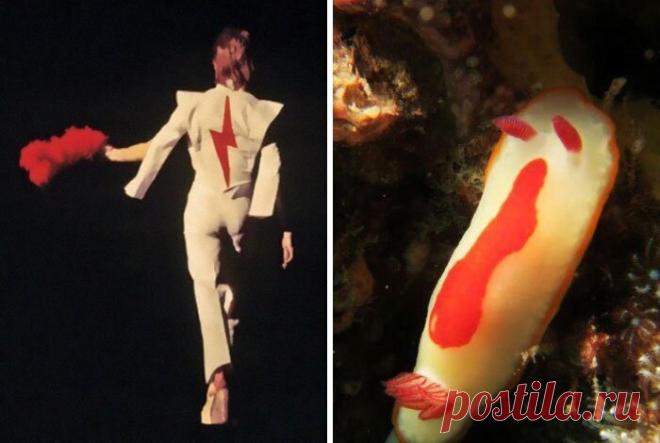 Дэвид Боуи - моллюск! И мы вам это сейчас докажем