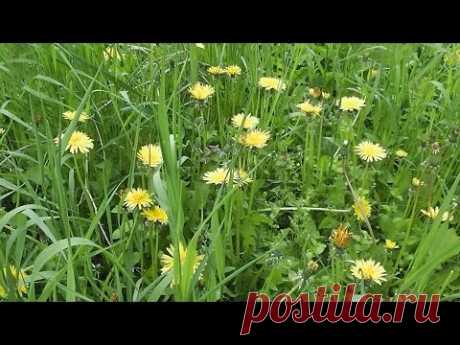 Вино из одуванчиков рецепт домашнего винодела