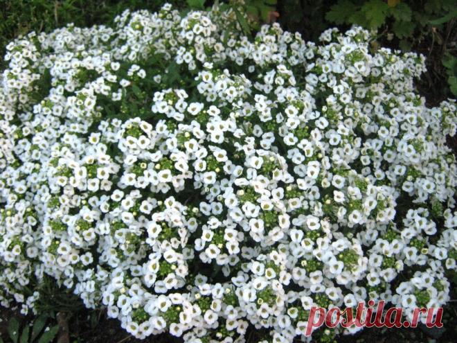 Алиссум - снежный ковер под ногами | Наталья Кудрявцева | Яндекс Дзен