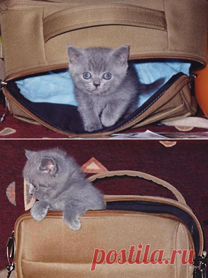 Уход за котенком