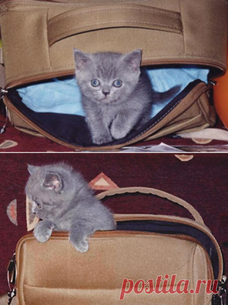 Уход за котенком