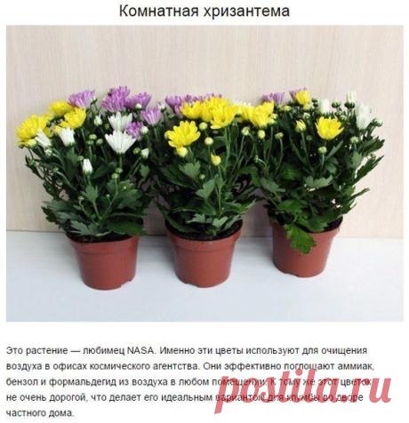магазин для комнатных растений какой он должен быть: 19 тыс изображений найдено в Яндекс.Картинках