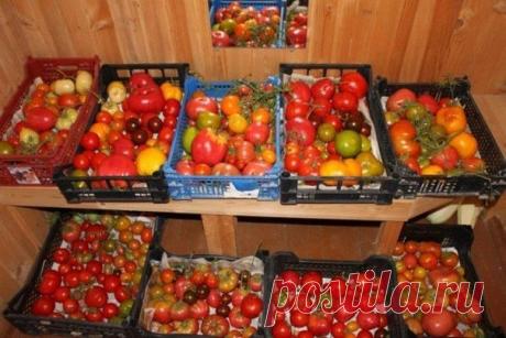 Дачные хитрости. Дача. Сад. Огород