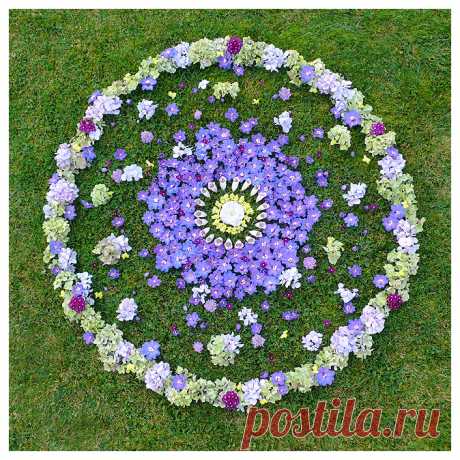 Clematita - Google Search