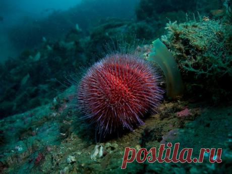 Морской ёж Echinus Esculentus – краснокнижный обитатель Баренцева моря. Териберка, Мурманская область. Фотограф – Егор Никифоров: nat-geo.ru/community/user/35887