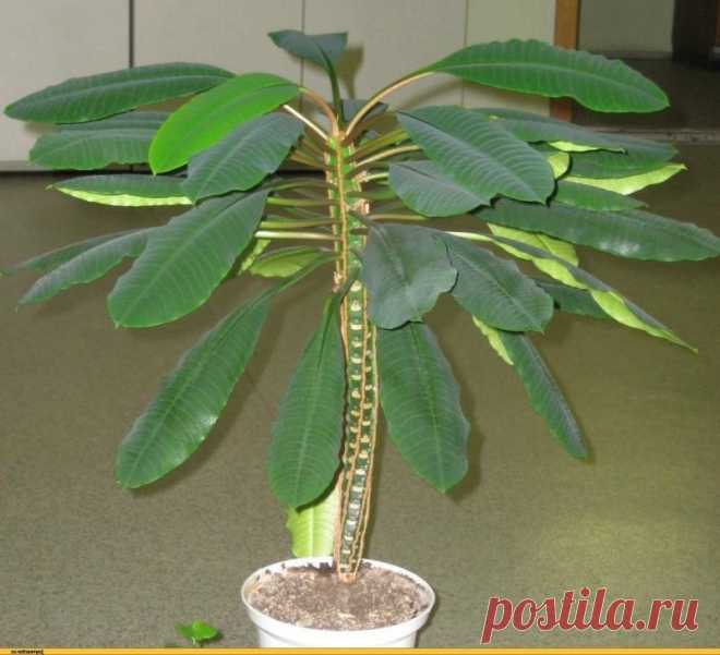 Популярный молочай 

источник ЦВЕТОМАНИЯ | Комнатные растения
 
 






Популярный молочай Молочай беложилковый — один из самых распространенных видов молочаев на наших подоконниках. Часто его называют пальмочкой за соб…