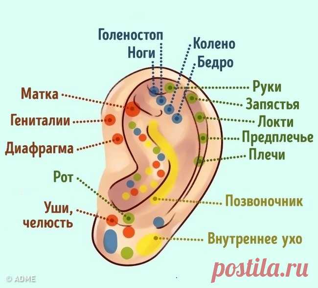 Узнайте, что ваши уши говорят о вас